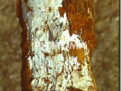Phomopsis actinidiae